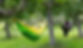 Person relaxing and reading a book in a hammock under apple trees