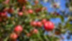 Red juicy Discovery apples in Phonere