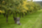 Harvest time at the orchard