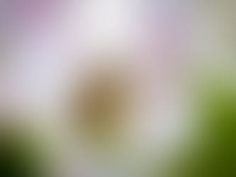 Norman's blossomtime musings