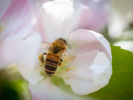 Norman's blossomtime musings
