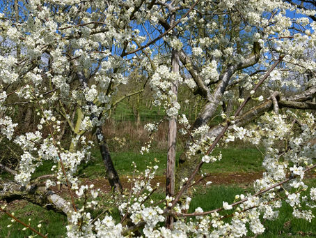 Norman's blossomtime update '23