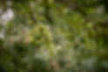 Green apples growing on branch of apple tree