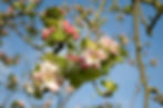Blossom Delights